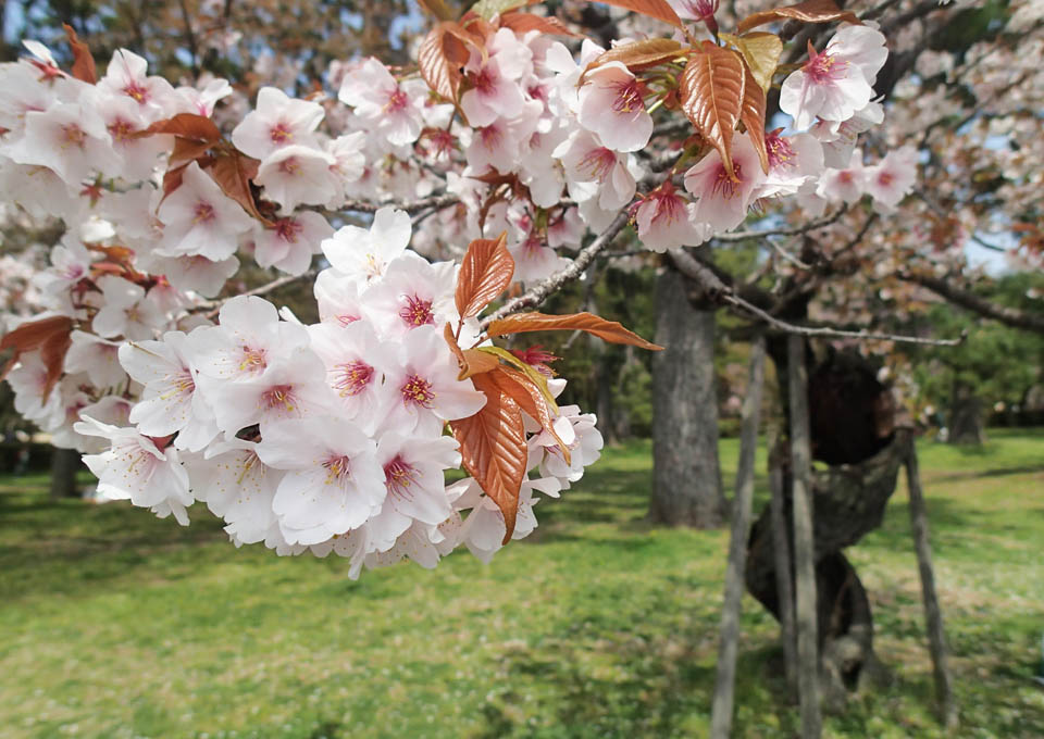 ことしも咲いた皮桜