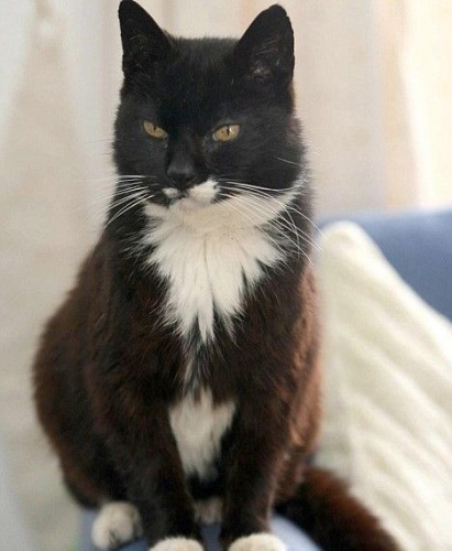 oldest-cat-in-the-world.jpg
