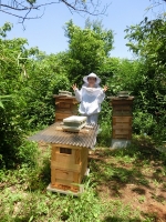 夏本番目前の養蜂場