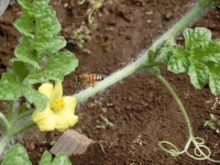 花粉をつけてミツバチ♪