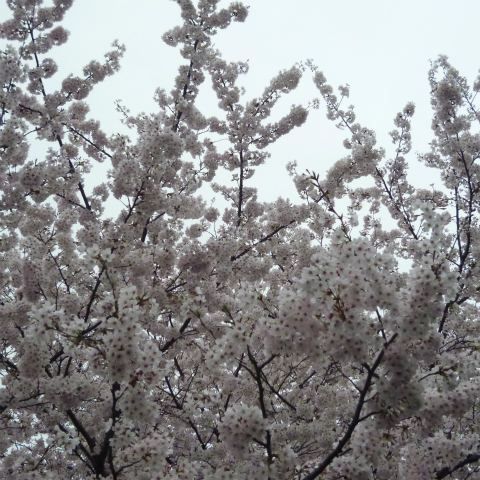 s48020160405西太子堂公園の桜