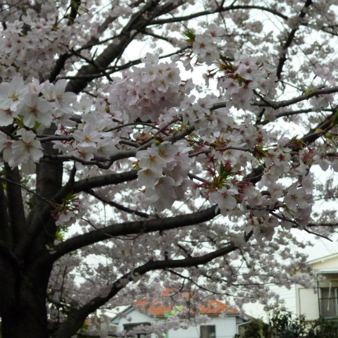s48020160405西太子堂公園の桜 (2)