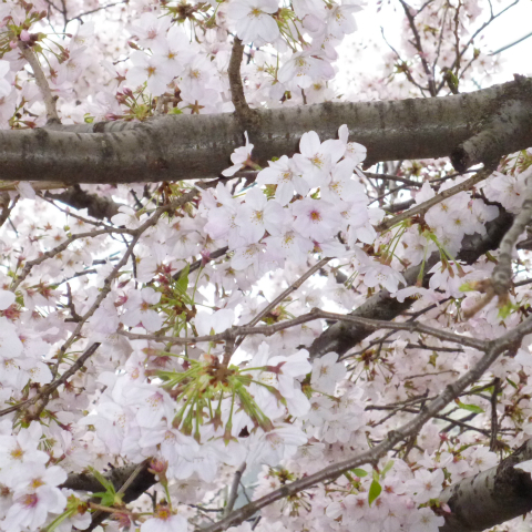 s48020160405西太子堂公園の桜 (8)