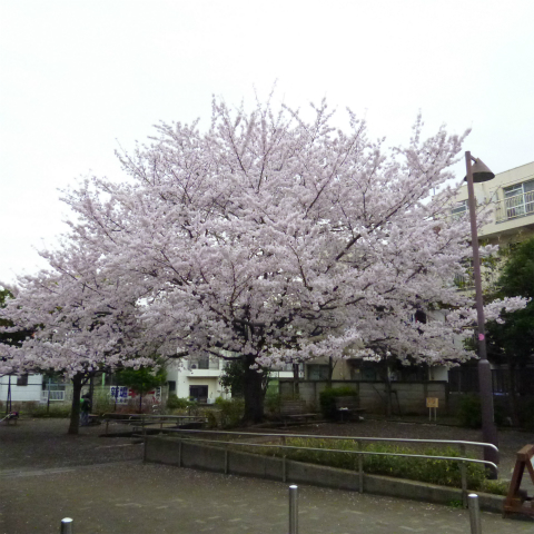 s48020160405西太子堂公園の桜 (4)
