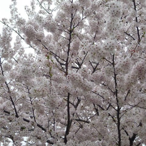 s48020160405西太子堂公園の桜 (5)