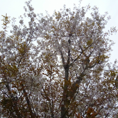 s48020160405西太子堂公園の桜 (13)
