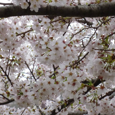 s48020160405西太子堂公園の桜 (9)