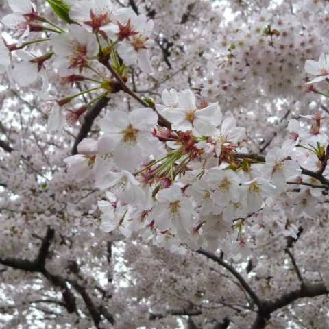 s48020160405西太子堂公園の桜 (10)