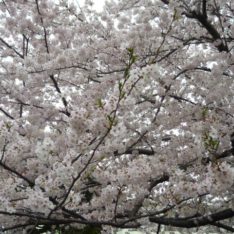 s48020160405西太子堂公園の桜 (17)