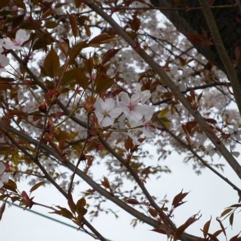 s48020160405西太子堂公園の桜 (14)
