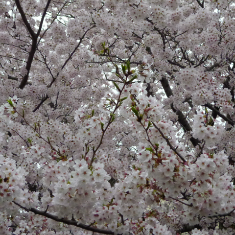 s48020160405西太子堂公園の桜 (15)