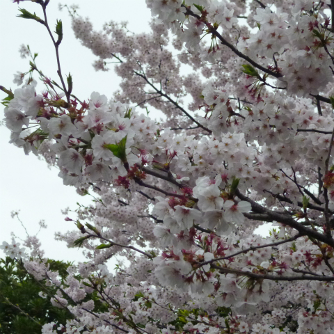 s48020160405西太子堂公園の桜 (16)