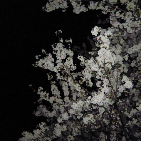 s48020160405西太子堂公園の夜桜 (3)