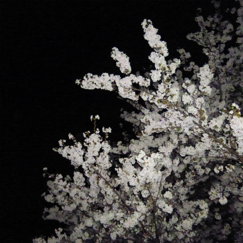 s48020160405西太子堂公園の夜桜 (2)
