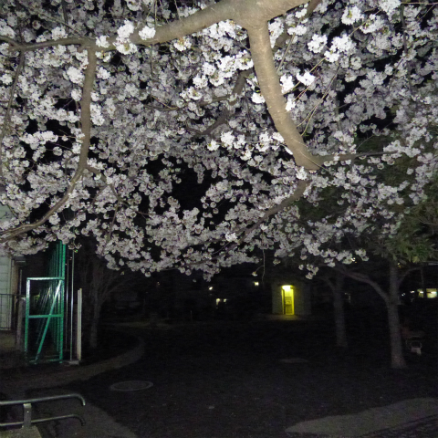 s48020160405西太子堂公園の夜桜 (8)