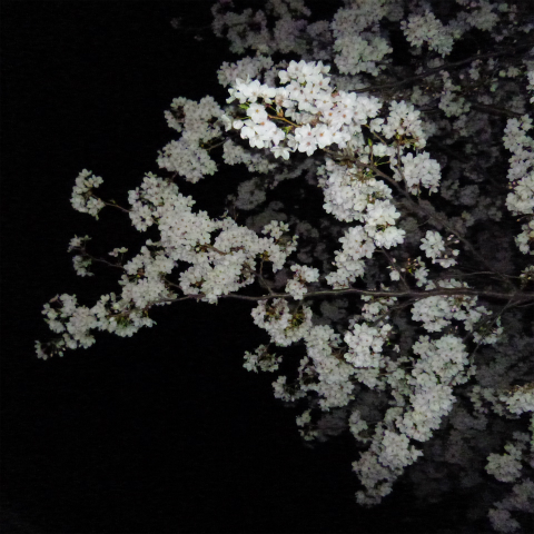 s48020160405西太子堂公園の夜桜 (4)