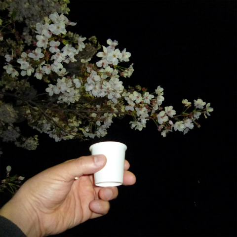 s48020160405西太子堂公園の夜桜 (6)