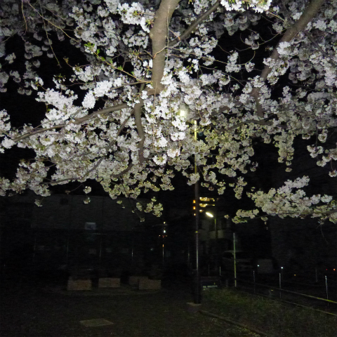 s48020160405西太子堂公園の夜桜 (7)