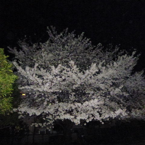 s48020160405西太子堂公園の夜桜 (9)