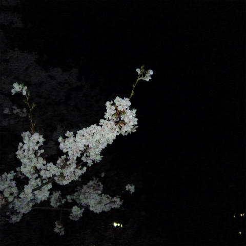 s48020160405西太子堂公園の夜桜 (10)