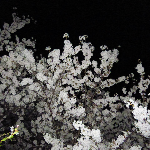 s48020160405西太子堂公園の夜桜 (11)