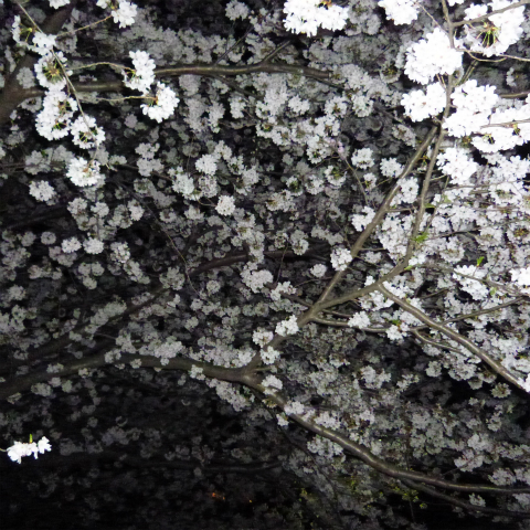 s48020160405西太子堂公園の夜桜 (12)