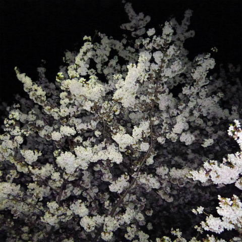 s48020160405西太子堂公園の夜桜 (14)