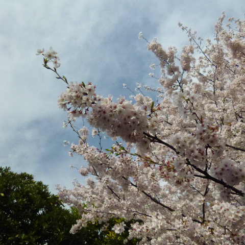 20160406西太子堂公園の桜 (3)