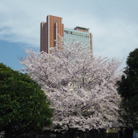 20160406西太子堂公園の桜