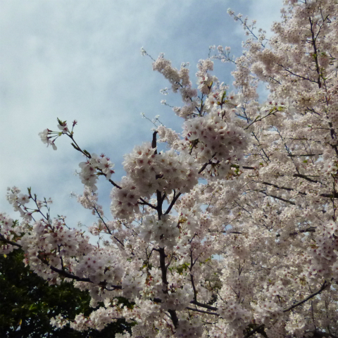 20160406西太子堂公園の桜 (4)