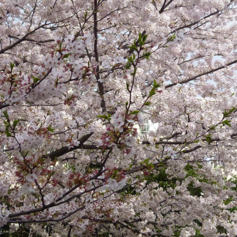 20160406西太子堂公園の桜 (5)