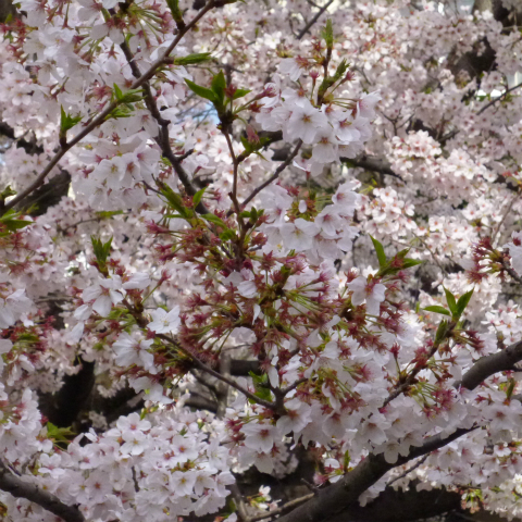 20160406西太子堂公園の桜 (7)