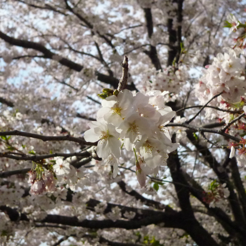 20160406西太子堂公園の桜 (11)