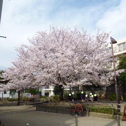 20160406西太子堂公園の桜 (9)