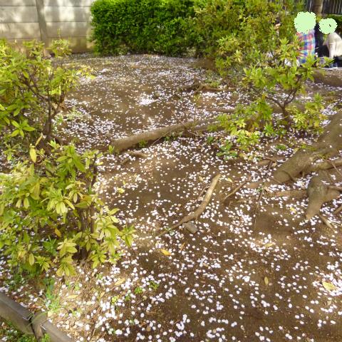 20160406西太子堂公園の桜 (14)