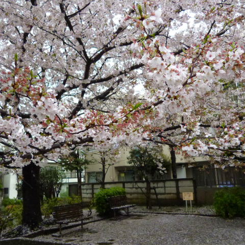 s48020160407西太子堂公園の桜 (13)