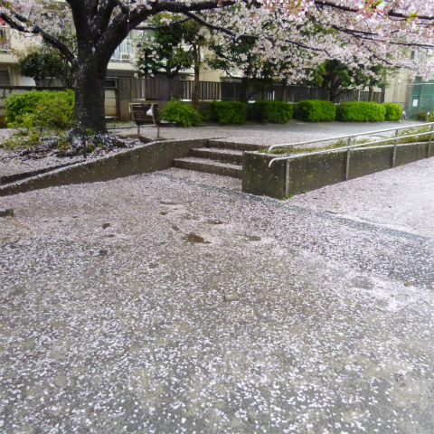 s48020160407西太子堂公園の桜
