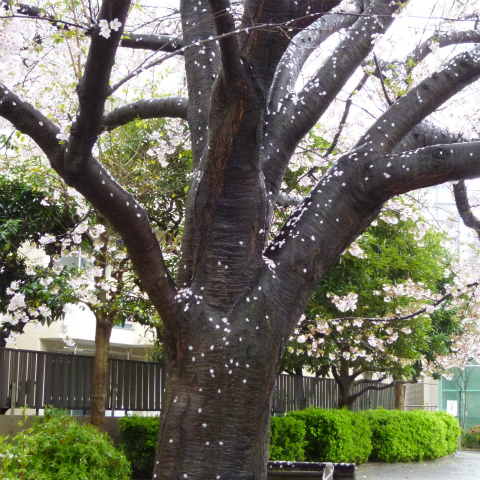 s48020160407西太子堂公園の桜 (7)