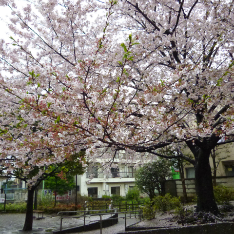 s48020160407西太子堂公園の桜 (2)