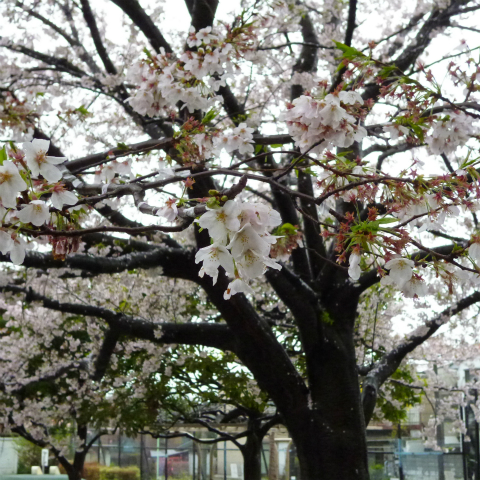 s48020160407西太子堂公園の桜 (8)
