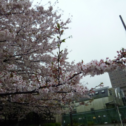s48020160407西太子堂公園の桜 (14)