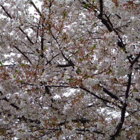 s48020160407西太子堂公園の桜 (3)