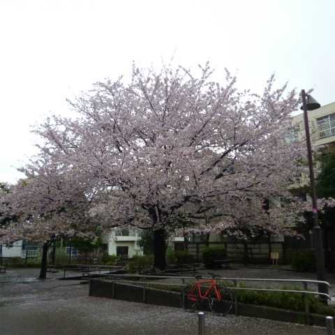 s48020160407西太子堂公園の桜 (11)