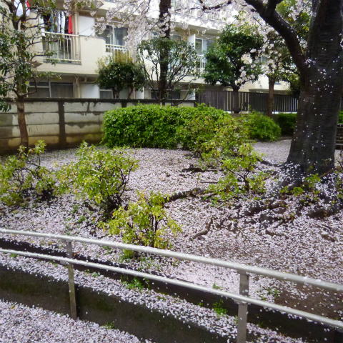 s48020160407西太子堂公園の桜 (4)