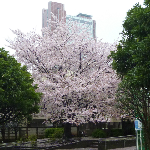 s48020160407西太子堂公園の桜 (10)