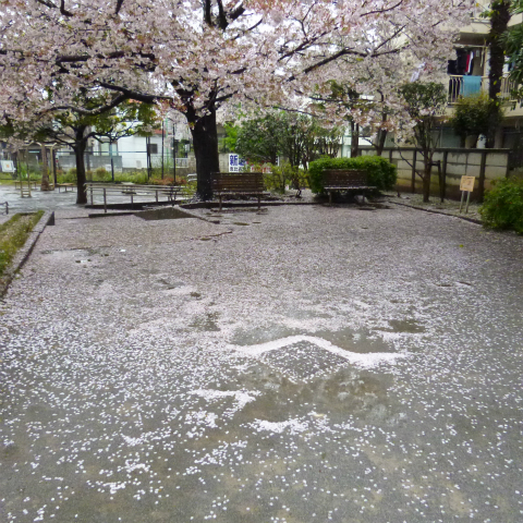 s48020160407西太子堂公園の桜 (5)