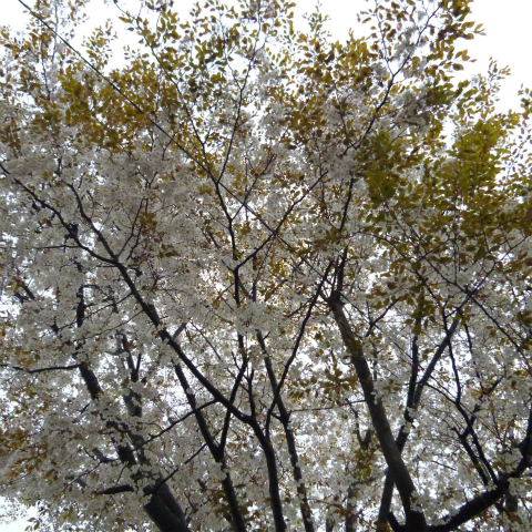 s48020160407西太子堂公園外れの桜 (3)