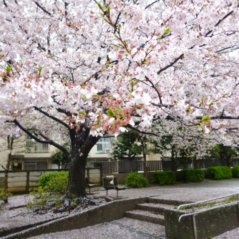 s48020160407西太子堂公園の桜 (12)
