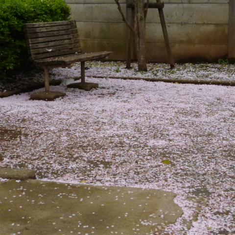 s48020160408西太子堂公園の桜 (3)