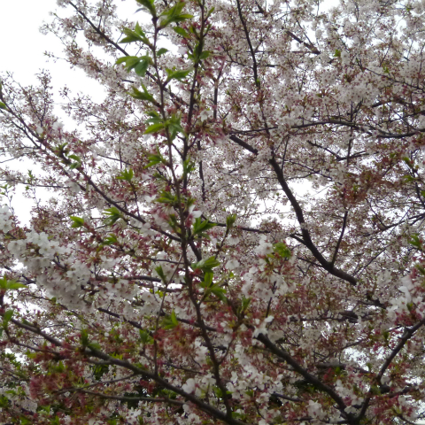 s48020160408西太子堂公園の桜